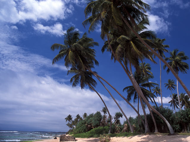 Beach in Sri Lanka