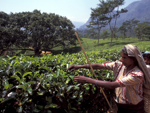 Tea Plantation