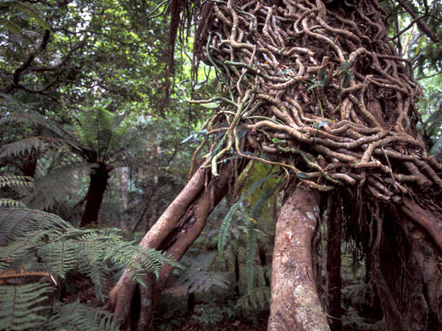 Sri Lanka forest