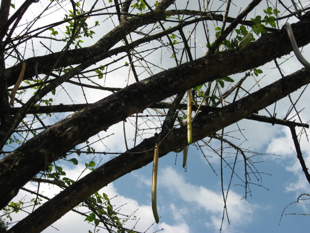 Candle tree