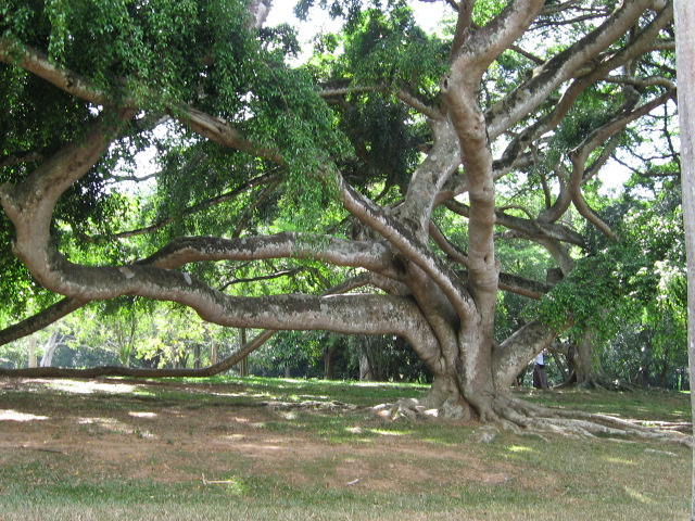 Branchy tree