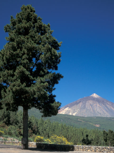 Mount Teide