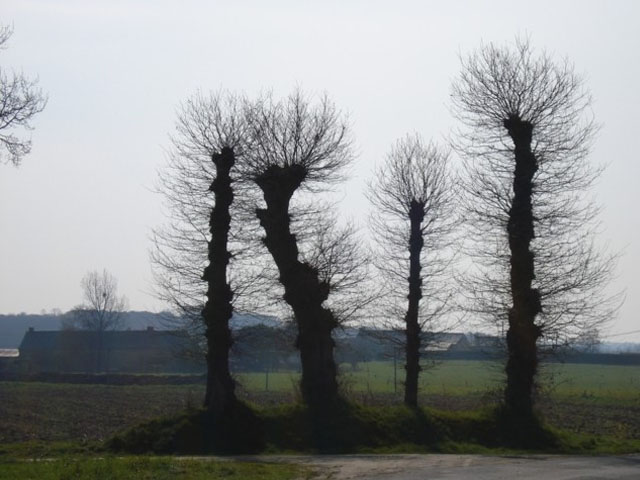 Brittany trees