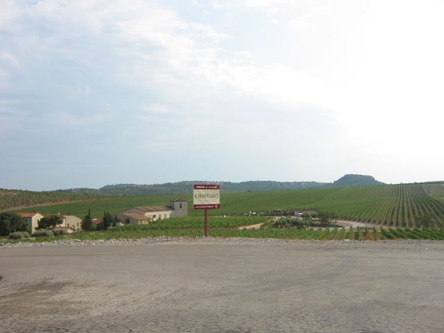 Vineyard