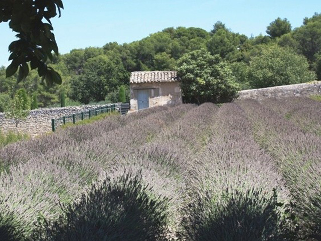 Lavender fields