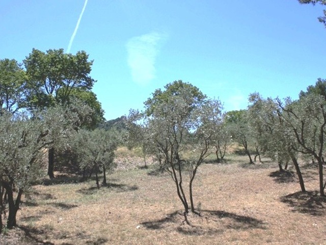 Olives trees