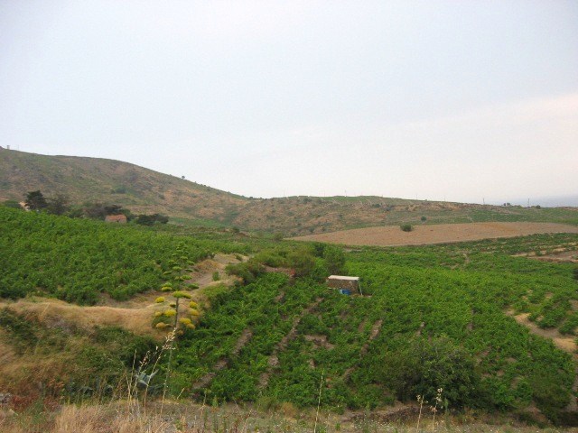 Vineyards