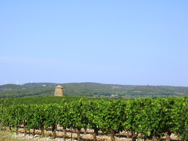 Vineyard