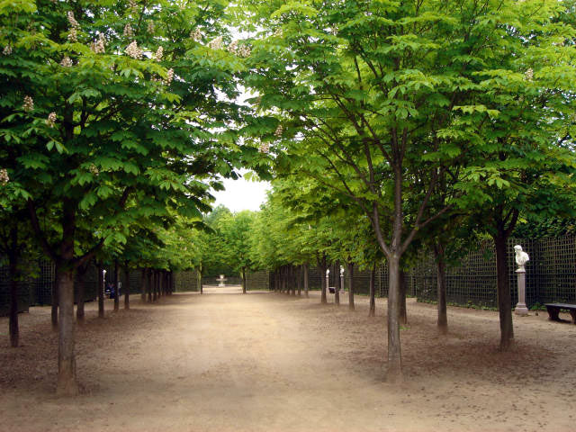 Salle des Marronniers