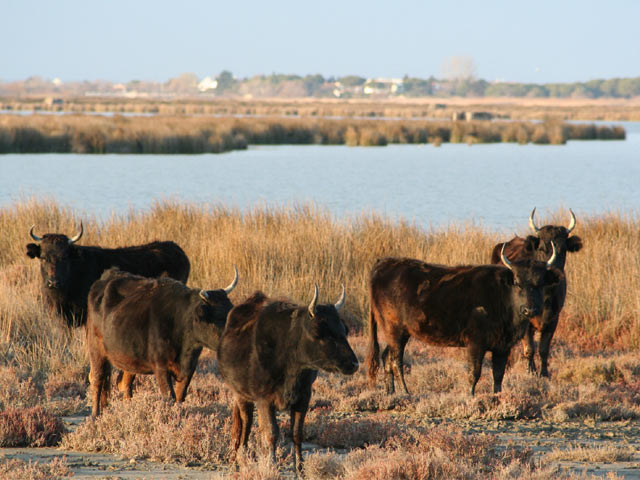 Taureau Camargue