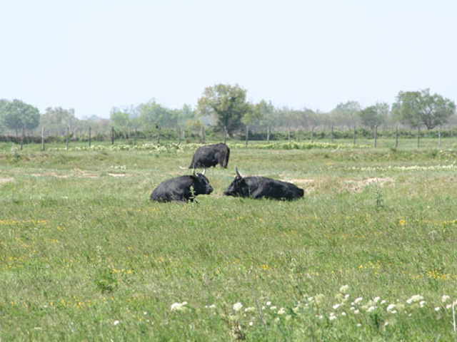 Toros de Corrida