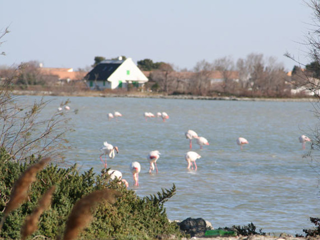 Flamants roses dans les marrais et cabane de gardian, Camargue