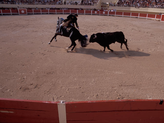 Camargue