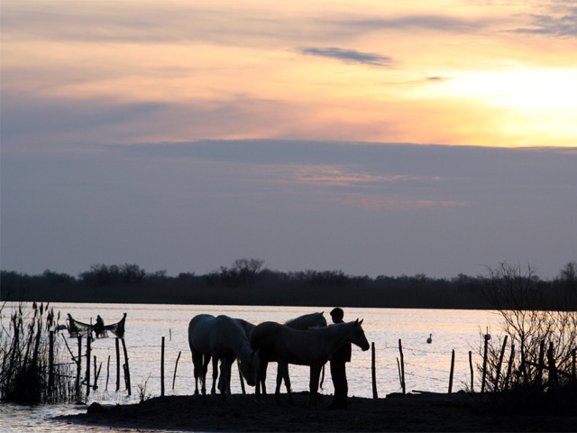 Teenager and Horses