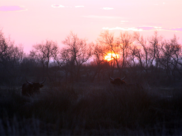 Bulls on Sunset