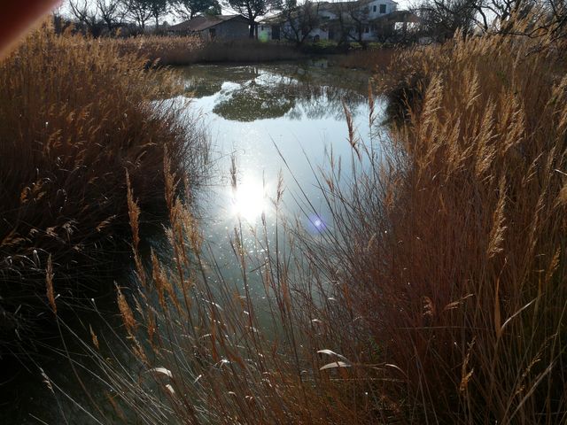 Water end reeds