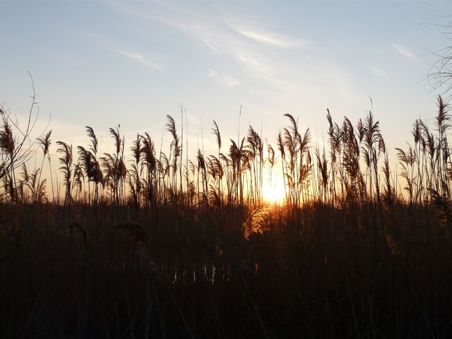 Sun in the reeds