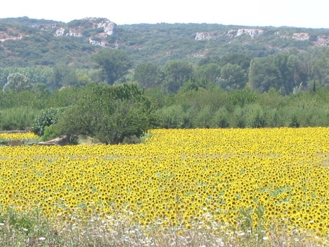 Sunflowers