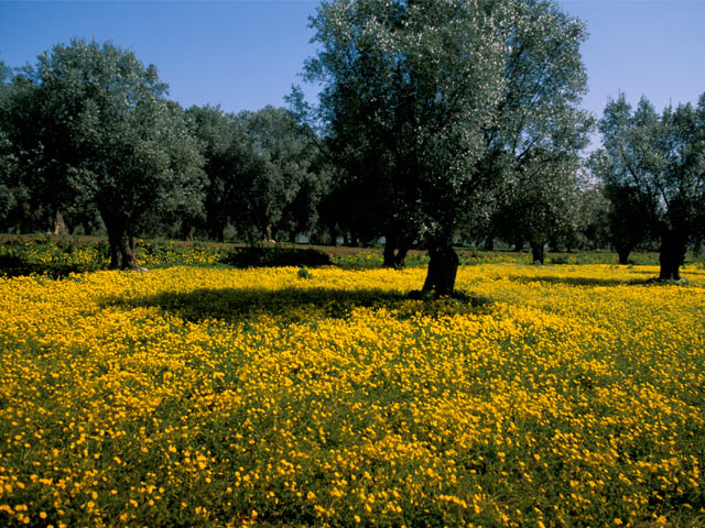 Calabria countryside