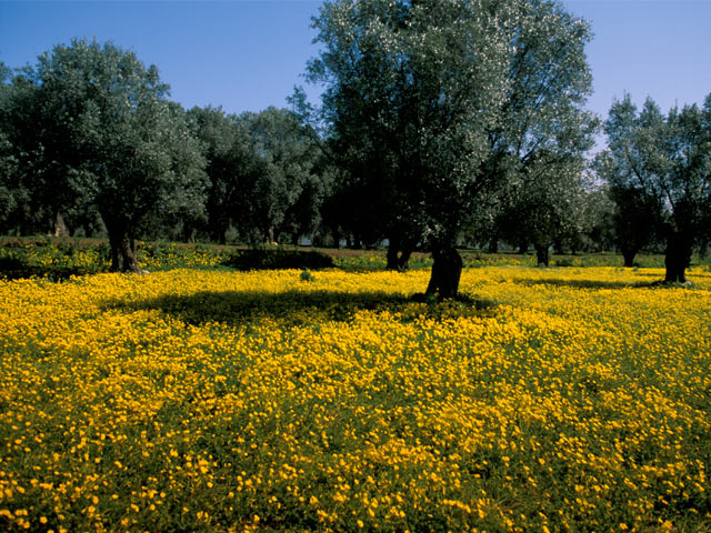 Olive trees