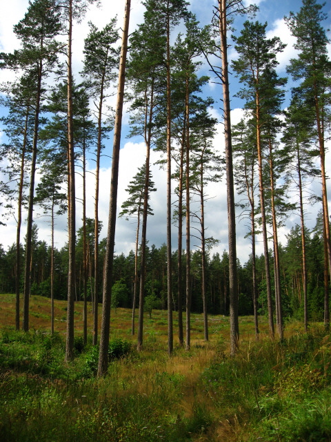 Pine forest