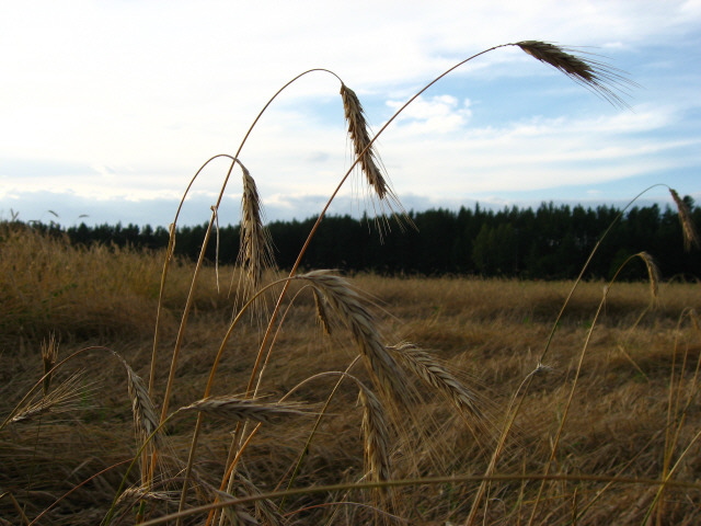 Field of rye
