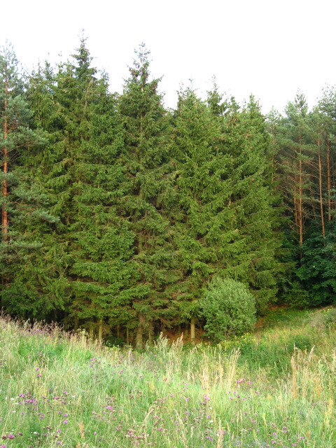 Old firtrees forest