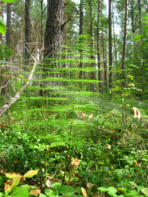 Lithuanian forest