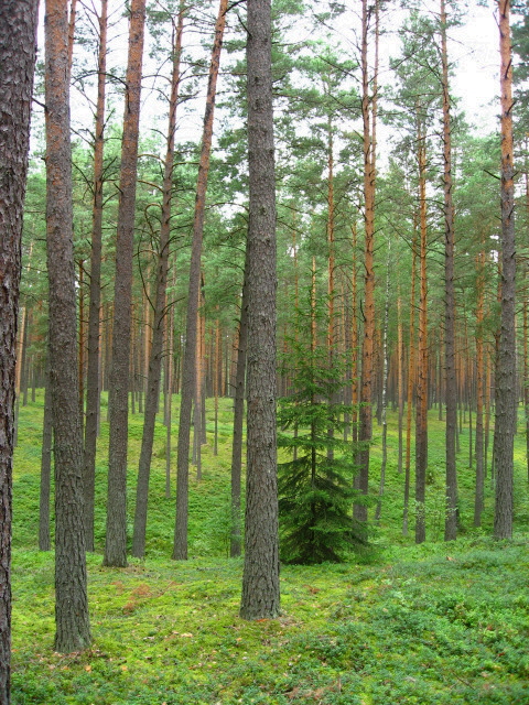 Pines forest