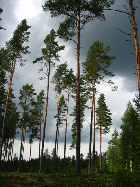 Pine forest