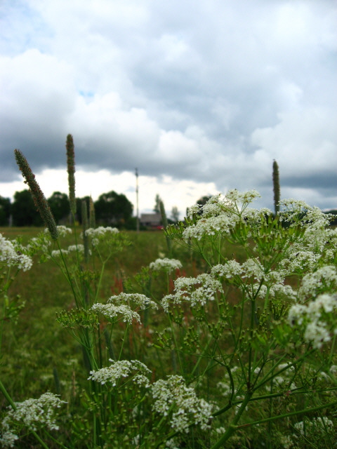 White summer flowers