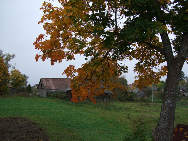 Autumn maple