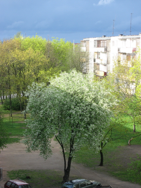 White acacia