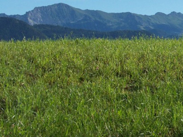 Ridge of Kosuta