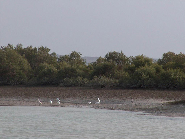 Mangrove de Hara