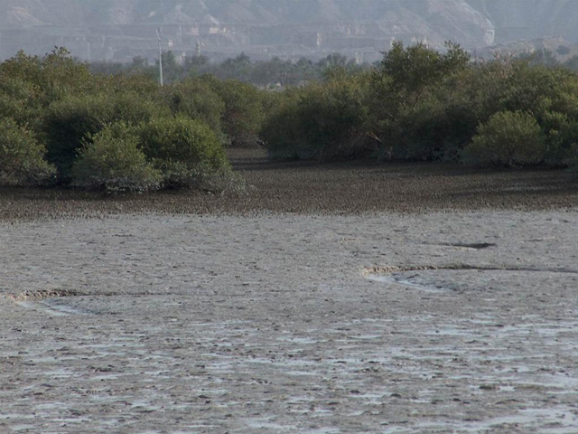 Qeshm Hara forests