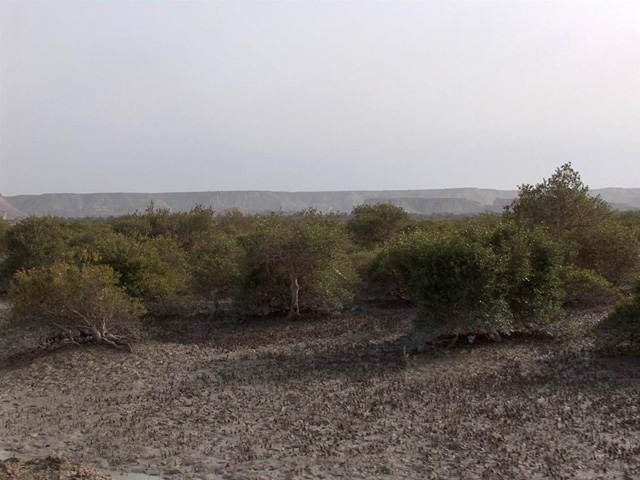 Hara marine forests