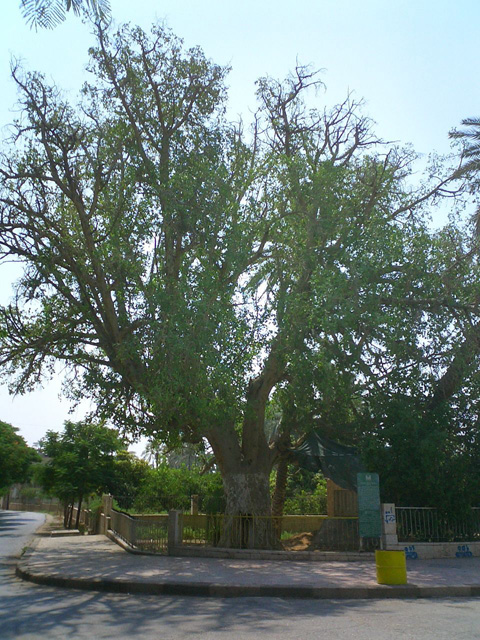 Zacchaeus sycamore