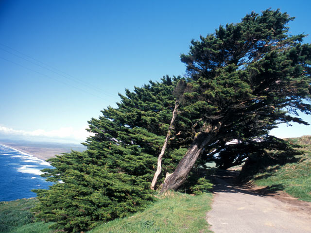 Windblown tree coast