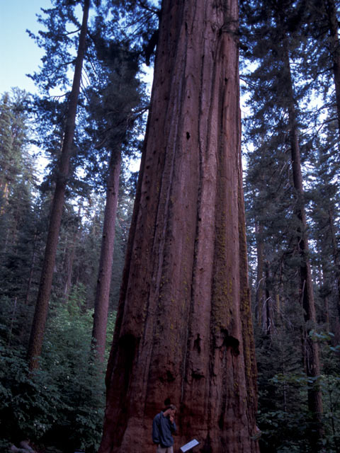 Redwood forest