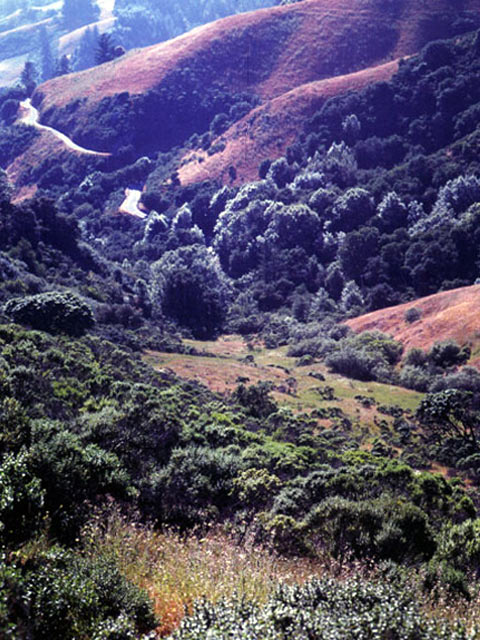 Santa Cruz Mountains