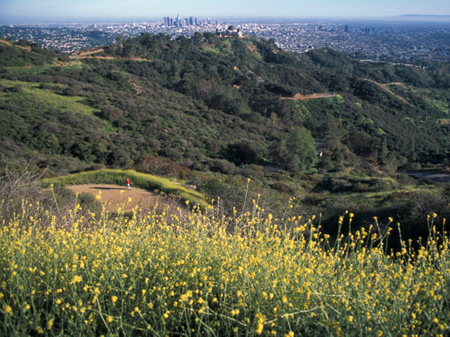 Hollywood Hills