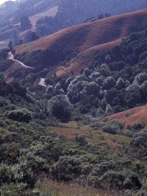 Santa Cruz mountains