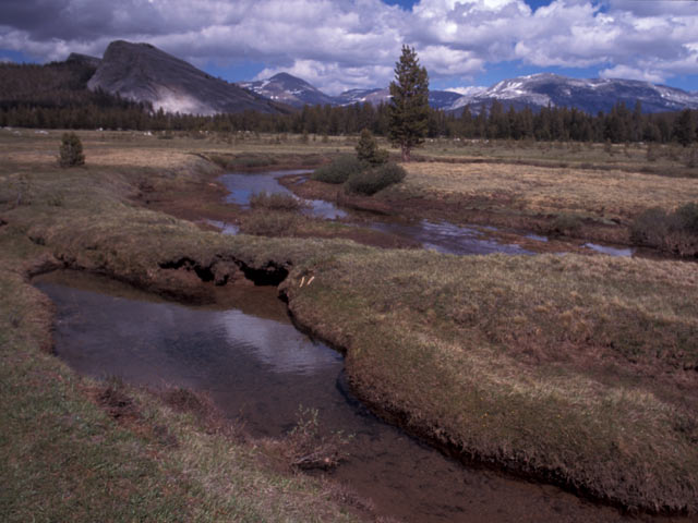 Tuolumne Meadows