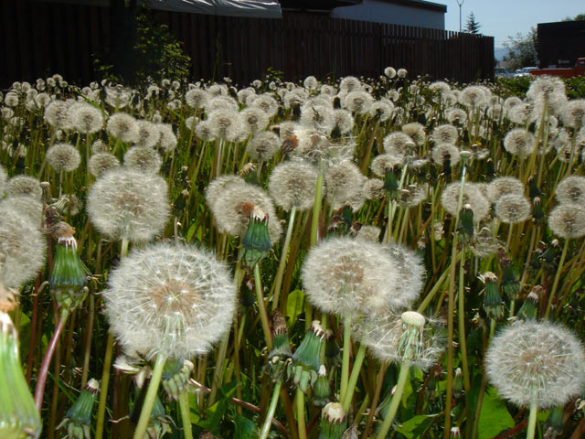 Flower field