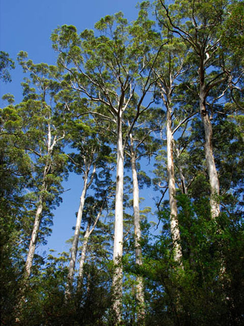 Karri tree