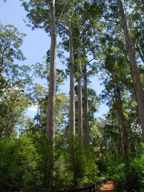 Four Aces trees