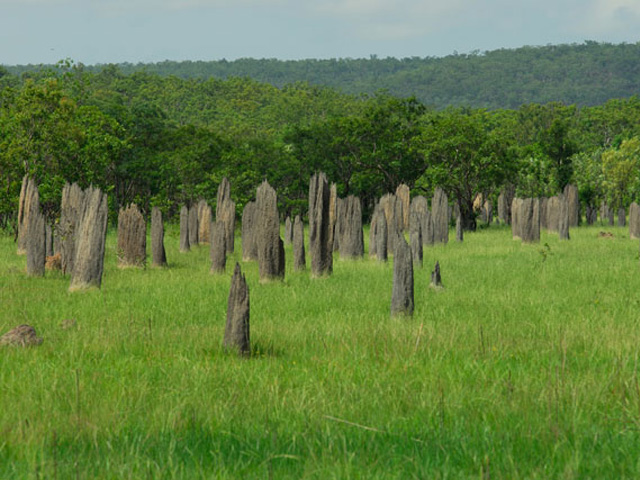 Termite mounds