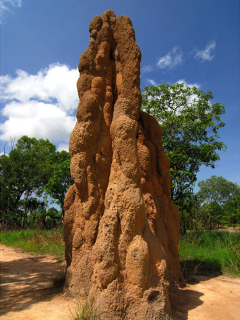 Magnetic Termite Mound