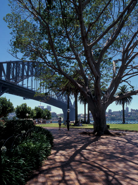 Sydney Bridge